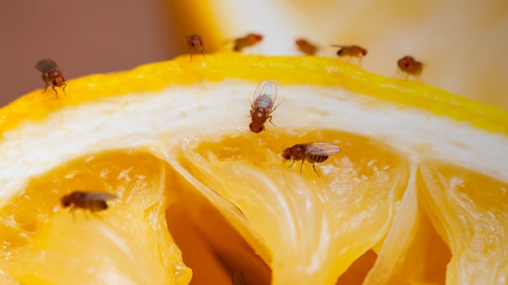 fruitvliegjes afkomen